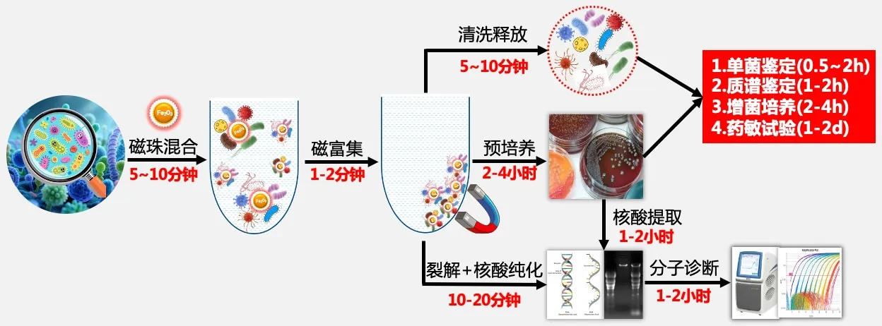 谱安纳新品上市--微生物捕获磁珠（非免疫法）
