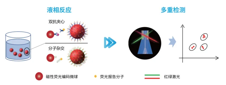 开放式流式荧光设备解决方案，赋能多重检测新纪元！