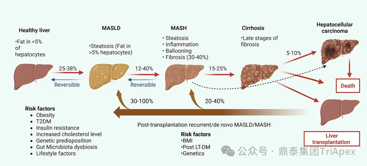 VCTE in MASH: From Clinical Utility to Regulatory-Grade Biomarker Potential